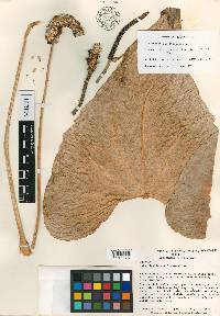 Anthurium lancetillense image