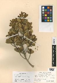Ilex pygmaea image