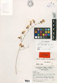 Oncidium reflexum image