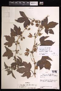 Passiflora pilosa image