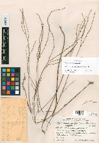 Hypericum aphyllum image