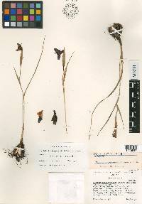 Tigridia huajuapanensis image
