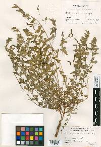 Aristolochia whitei image