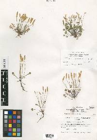 Leavenworthia exigua var. lutea image