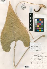 Anthurium cotobrusii image