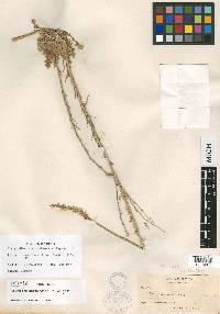 Thelypodium crispum image