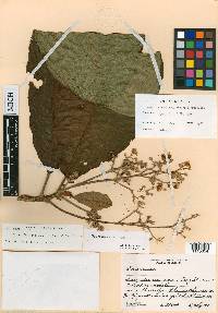 Saurauia cana image