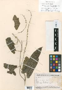 Dioscorea koepperi image