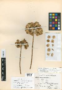 Prionosciadium megacarpum image