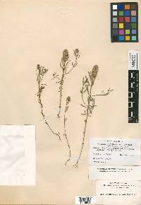 Polygala ramosior image