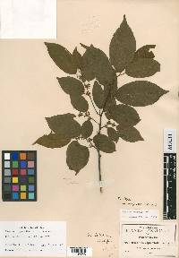 Frangula capreifolia image