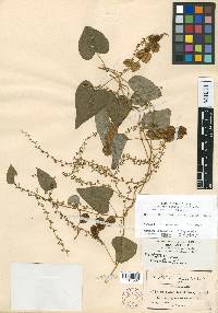 Dioscorea remotiflora image