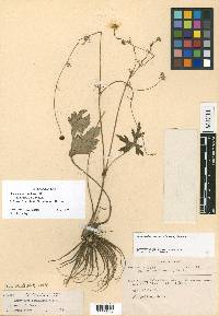 Ranunculus mexiae image