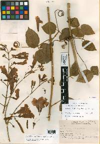 Arrabidaea mollissima image