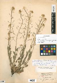 Draba spectabilis image