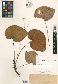 Begonia acuminatissima image