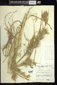 Andropogon glomeratus image