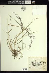 Agrostis bourgaei image