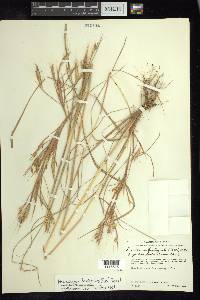 Andropogon fastigiatus image