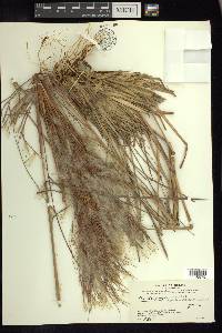 Andropogon bicornis image