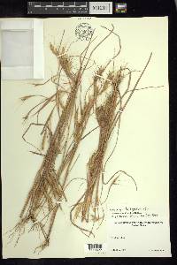 Andropogon fastigiatus image