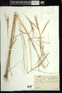 Andropogon fastigiatus image