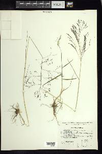 Agrostis schaffneri image
