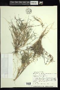 Aegopogon cenchroides image