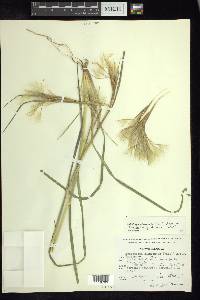 Andropogon glomeratus image