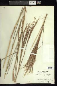 Andropogon bicornis image