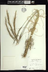 Aristida appressa image