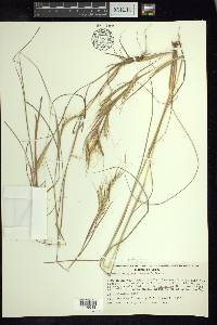 Andropogon fastigiatus image