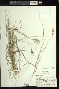 Dichanthium annulatum var. annulatum image