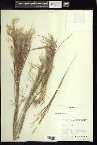 Andropogon bicornis image