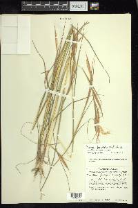 Andropogon fastigiatus image