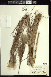 Andropogon bicornis image