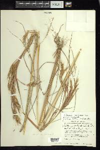 Andropogon fastigiatus image