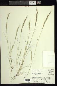 Aristida adscensionis image