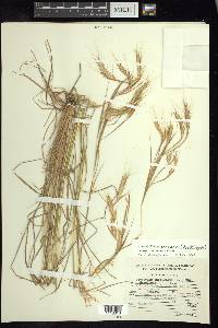 Andropogon fastigiatus image