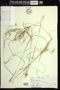 Andropogon fastigiatus image