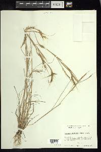 Andropogon fastigiatus image