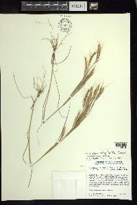 Andropogon fastigiatus image