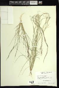 Aristida adscensionis image