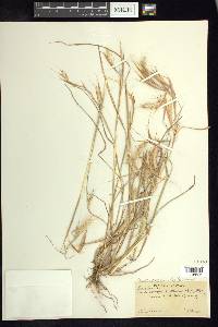 Andropogon fastigiatus image