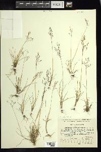 Agrostis subpatens image