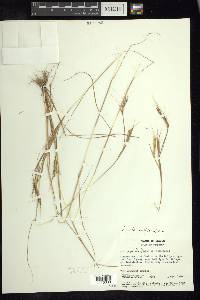 Andropogon fastigiatus image