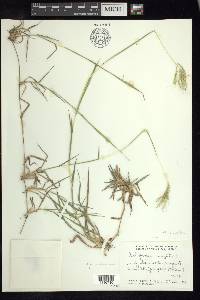 Bothriochloa wrightii image