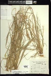 Andropogon fastigiatus image