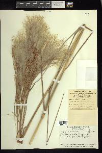 Andropogon bicornis image