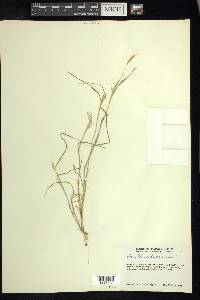 Aristida adscensionis image